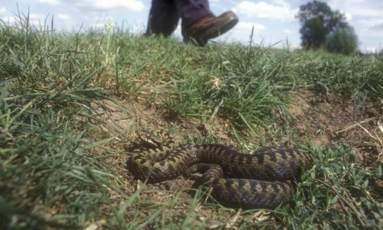 Morso da una vipera, 35enne all'ospedale