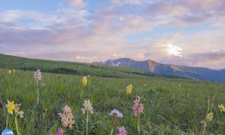 Fiabesco tramonto fra le orchidee e le fioriture di Ragnolo - Le foto