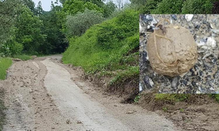 Anomale sfere di fango dopo l'alluvione a Caldarola: è un fenomeno chiamato armoured mud balls Anomale sfere di fango dopo l'alluvione a Caldarola: è un fenomeno chiamato armoured mud balls