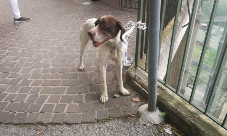 Macerata, cane legato ad una ringhiera ed affamato: salvato dalla Polizia Municipale Macerata, cane legato ad una ringhiera ed affamato: salvato dalla Polizia Municipale