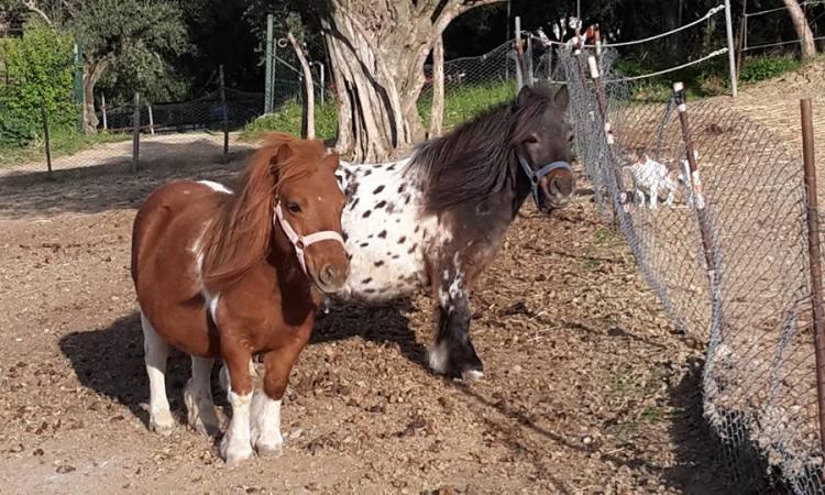 Pollenza, ritorna il campus estivo organizzato dall’Asd “La brigata degli unicorni” Pollenza, ritorna il campus estivo organizzato dall’Asd “La brigata degli unicorni”