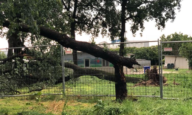 Tromba d'aria investe Tolentino, piante cadute e recinzioni divelte al depuratore Assm
