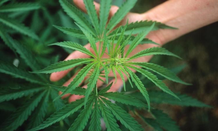 Cannabis Terapeutica, Movimento 5 Stelle: "La legge c'è ma Ceriscioli latita"