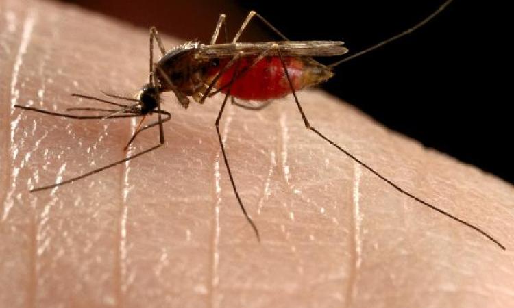 Recanati, interventi di disinfestazione per insetti e zanzare