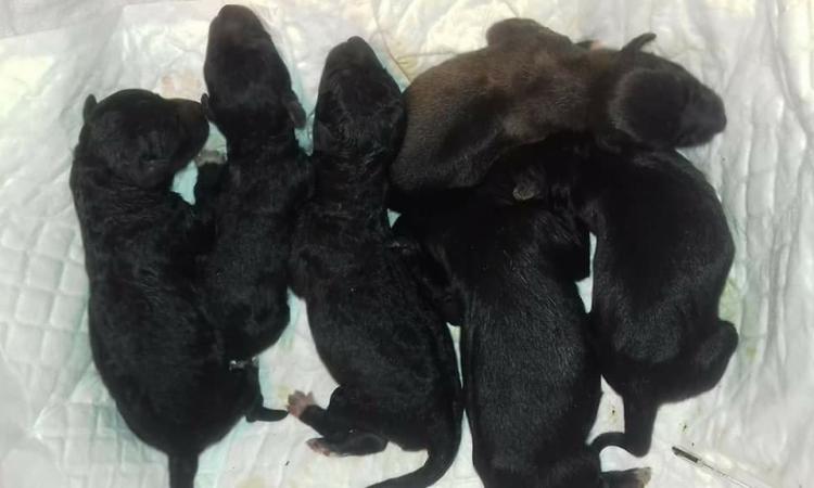 Macerata, cuccioli appena nati abbandonati davanti al canile