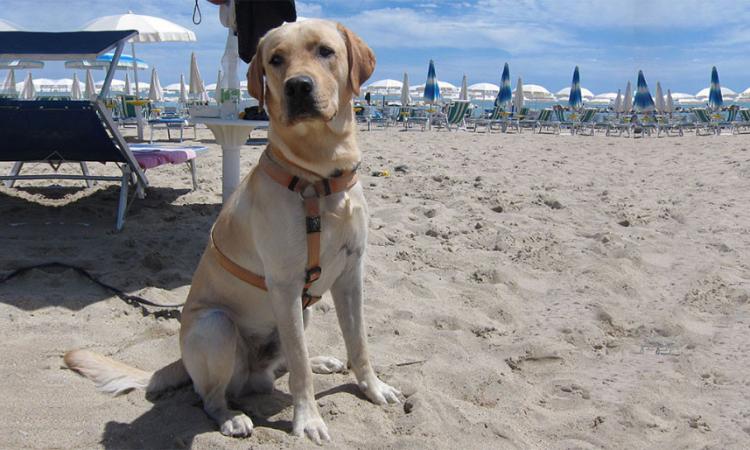 Civitanova campione d'accoglienza anche nel 2018 per gli amici a quattro zampe in spiaggia