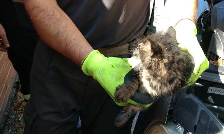 Tolentino, gatto incastrato nel cofano dell'auto: salvato dai vigili del fuoco