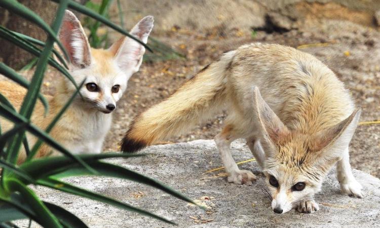 Al Bioparco di Roma sono nati quattro fennec Al Bioparco di Roma sono nati quattro fennec