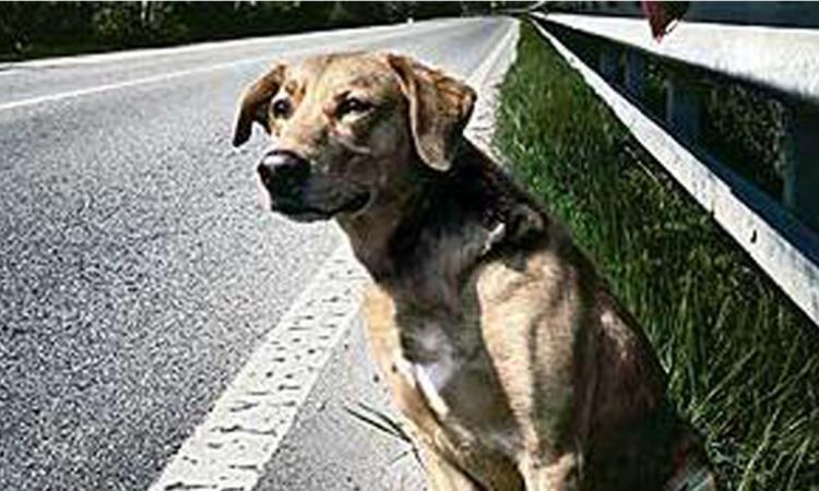Tutela degli animali, il cane abbandonato ha il microchip: padrone condannato