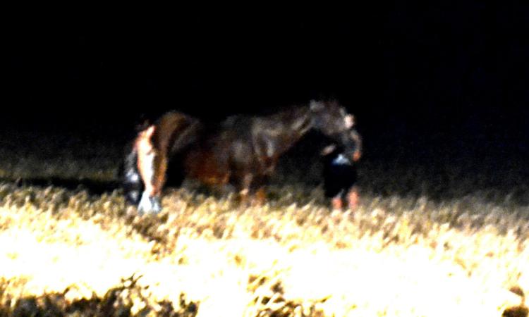 Macerata: cavallo nel fosso salvato dai Vigili del Fuoco (Foto)