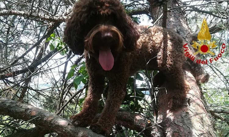 Macerata, cagnolina bloccata su un albero a 10 metri da terra: recuperata dai pompieri