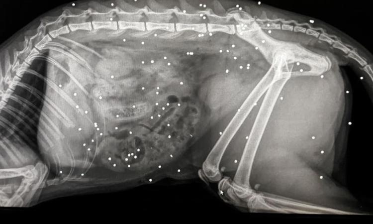 La gattina come bersaglio: oltre 70 pallini di fucile in corpo. Salvata in extremis La gattina come bersaglio: oltre 70 pallini di fucile in corpo. Salvata in extremis