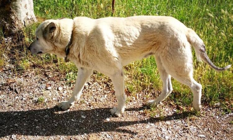 Il cane terremotato: 60 km per tornare nei suoi luoghi Il cane terremotato: 60 km per tornare nei suoi luoghi
