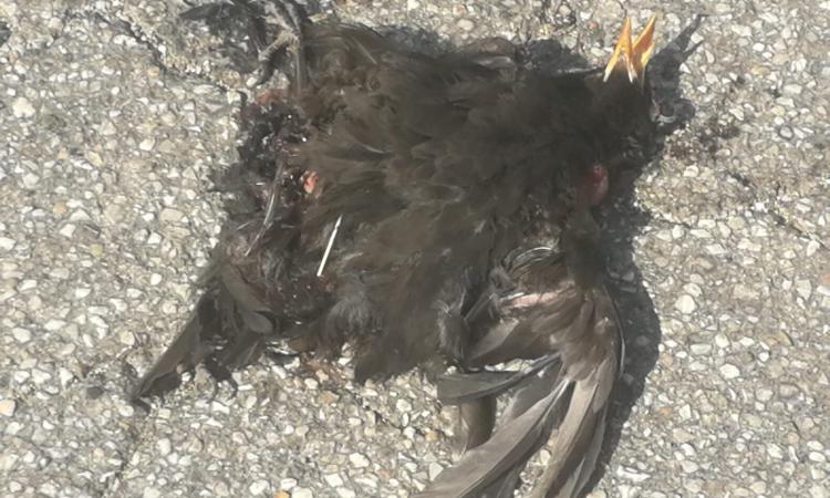 Strage di rondini e altri animali vicino alla Orim: grande preoccupazione nei cittadini