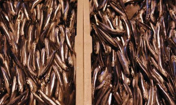 Pesca, Coldiretti: "Il fermo va cambiato"