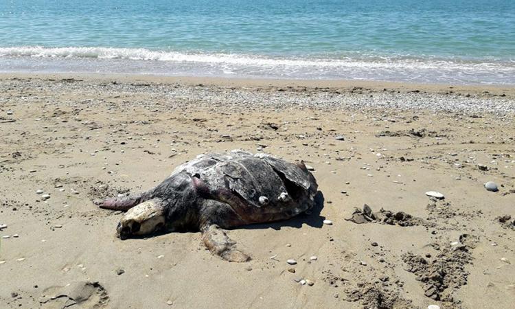 Civitanova, tartaruga di oltre un metro trovata morta in spiaggia