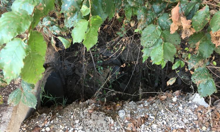 Civitanova, degrado in via delle Tre Case. Le lamentele dei cittadini Civitanova, degrado in via delle Tre Case. Le lamentele dei cittadini