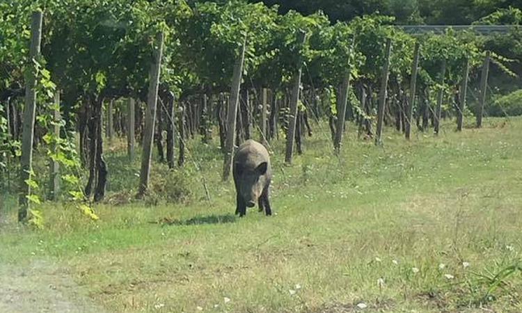 L'appello di un'automobilista a Civitanova: "Mi ha attraversato un cinghiale. Fate attenzione!" - FOTO L'appello di un'automobilista a Civitanova: "Mi ha attraversato un cinghiale. Fate attenzione!" - FOTO