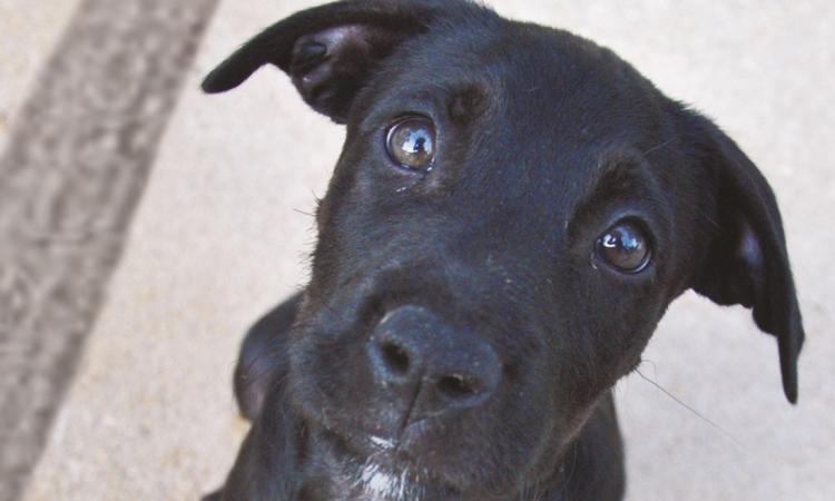 Anas e LNDC, al via la campagna contro l'abbandono degli animali domestici in strada Anas e LNDC, al via la campagna contro l'abbandono degli animali domestici in strada
