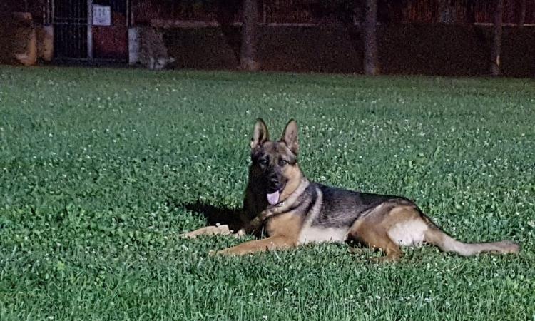 Il cane-eroe di Amatrice ucciso dal veleno Il cane-eroe di Amatrice ucciso dal veleno