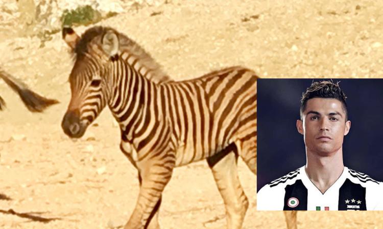 Falconara: il cucciolo di zebra si chiamerà "Cristiano" in onore di CR7