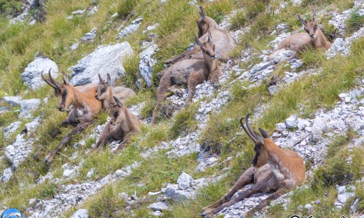 Ussita, oltre 100 camosci fotografati in un giorno Ussita, oltre 100 camosci fotografati in un giorno