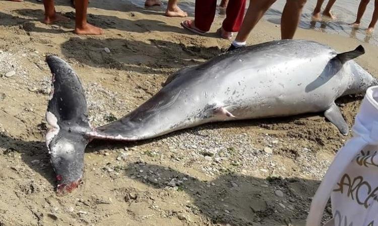Delfino spiaggiato rinvenuto stamattina a Porto Potenza