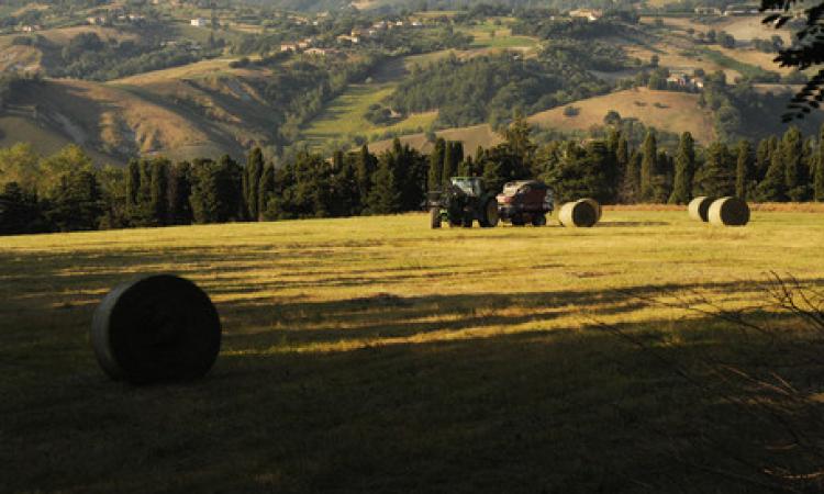 Muore schiacciato dal trattore Muore schiacciato dal trattore
