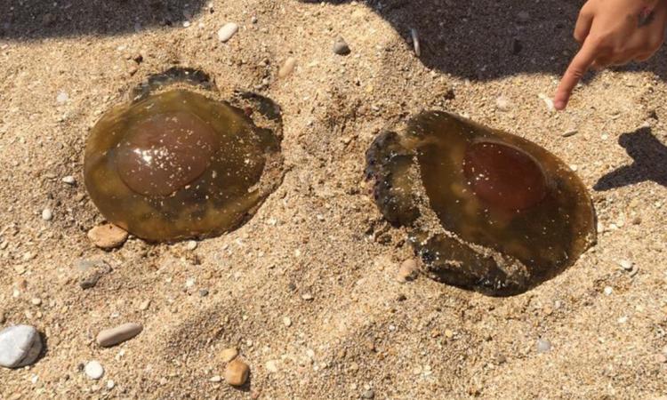 Grosse meduse marroni sulla spiaggia di Scossicci. Ma non sono pericolose nè urticanti