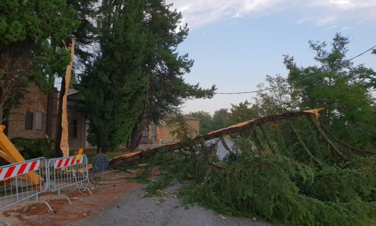 San Ginesio, albero squarciato da un fulmine finisce sulla strada (VIDEO)