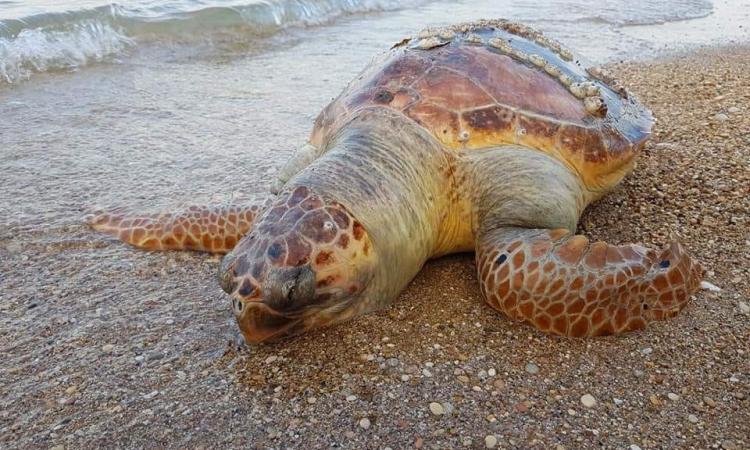 Grossa tartaruga spiaggiata senza vita rinvenuta a Civitanova - FOTO