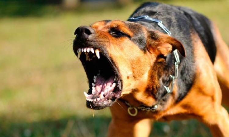Scaccia il cane in malo modo e rimedia coltellate al volto dal padrone