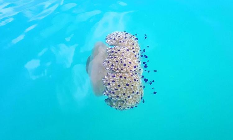 Bellezze al bagno: la Cassiopea Mediterranea negli scatti di un lettore Bellezze al bagno: la Cassiopea Mediterranea negli scatti di un lettore