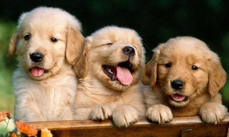 Treia, previsto un rimborso spese per chi adotta un cane