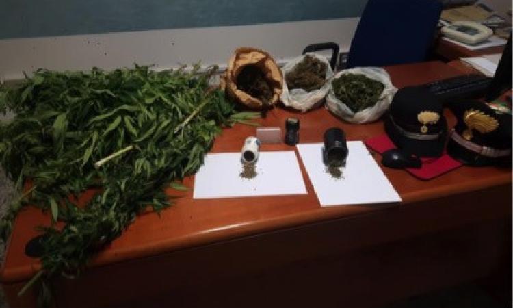 San Ginesio, coltivava marijuana nell’orto: denunciato artista di strada San Ginesio, coltivava marijuana nell’orto: denunciato artista di strada