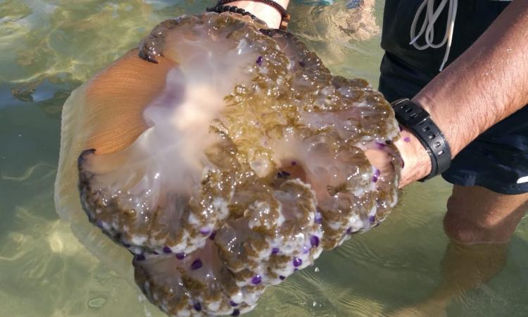 Civitanova, trovata medusa di quasi 5 kg