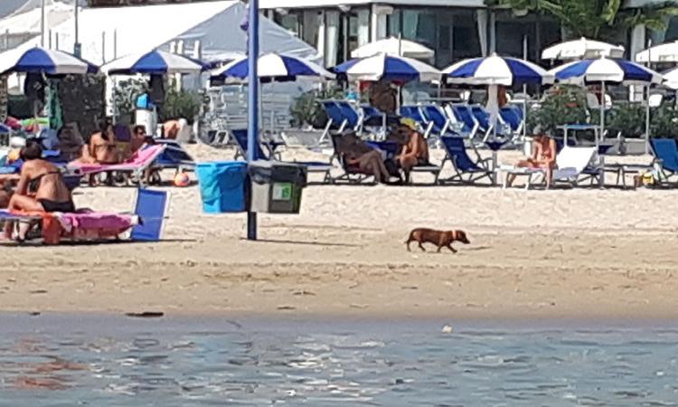 Spiaggia senza regole a Civitanova: dopo i cavalli anche le lezioni di nuoto canine Spiaggia senza regole a Civitanova: dopo i cavalli anche le lezioni di nuoto canine
