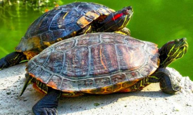 Recanati, infastidiscono le tartarughe di Villa Colloredo: interviene la Municipale
