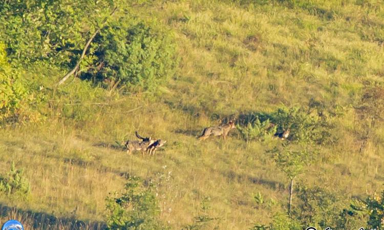 Sibillini, i giochi dei lupi tra cervi e caprioli Sibillini, i giochi dei lupi tra cervi e caprioli