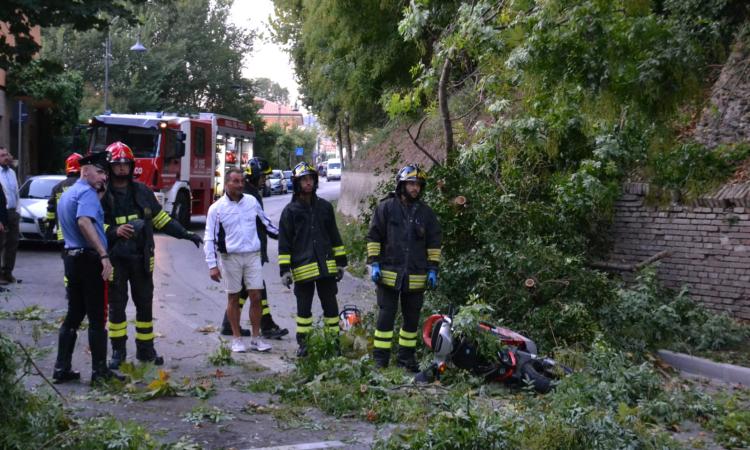 Tolentino, cade un ramo e centra un passante Tolentino, cade un ramo e centra un passante