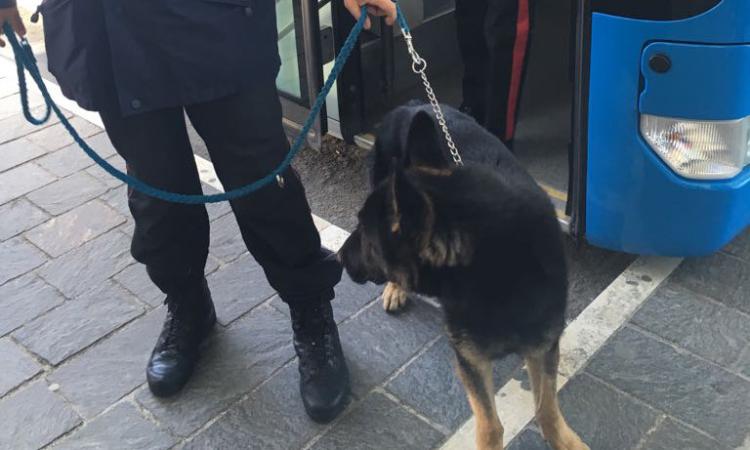 Controlli antidroga a scuola: carabinieri e cani negli istituti