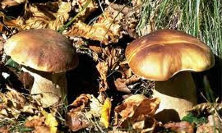 A San Severino prende il via il corso formativo per la raccolta dei funghi Epigei A San Severino prende il via il corso formativo per la raccolta dei funghi Epigei