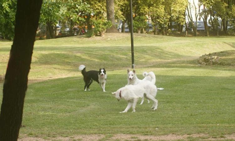 Civitanova, ennesimo morso da cani incustoditi: situazione fuori controllo a Fontespina