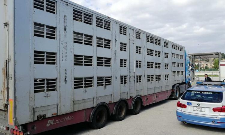 Civitanova: 350 pecore dalla Romania bloccate al casello dell'autostrada