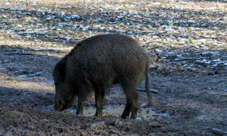 Danni da fauna selvatica, protestano le associazioni agricole