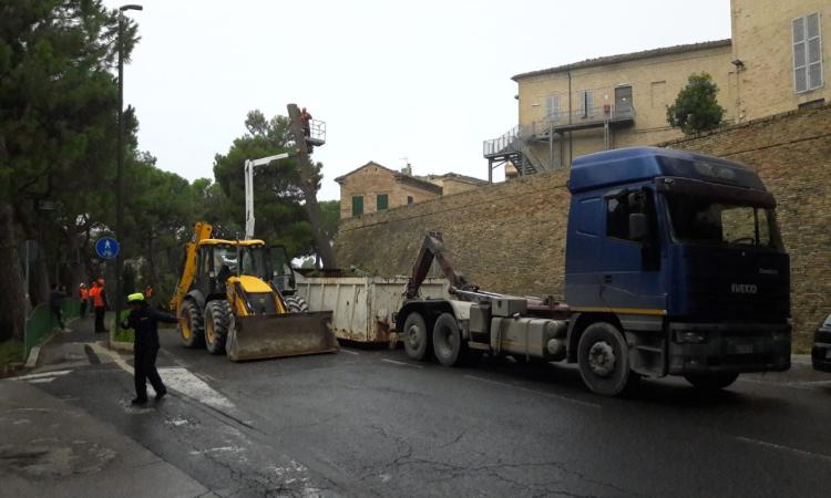 Maltempo, necessario l’abbattimento di due alberi in Via Roma e Viale Trieste a Macerata