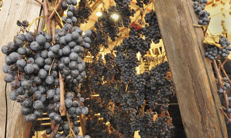 Due domeniche a tutta Vernaccia: arriva "Appassimenti aperti" Due domeniche a tutta Vernaccia: arriva "Appassimenti aperti"
