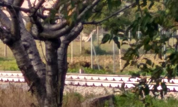 Corridonia, 20enne ustionato mentre accende un fuoco (foto) Corridonia, 20enne ustionato mentre accende un fuoco (foto)