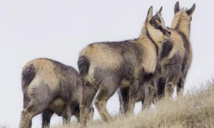 Parco dei Sibillini, cresce la popolazione del camoscio appenninico