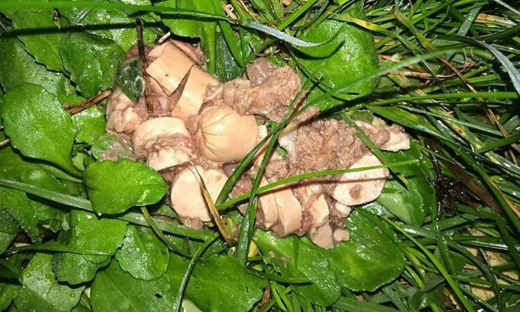 Sforzacosta, esche avvelenate nel parco giochi: prestare attenzione ai propri animali Sforzacosta, esche avvelenate nel parco giochi: prestare attenzione ai propri animali